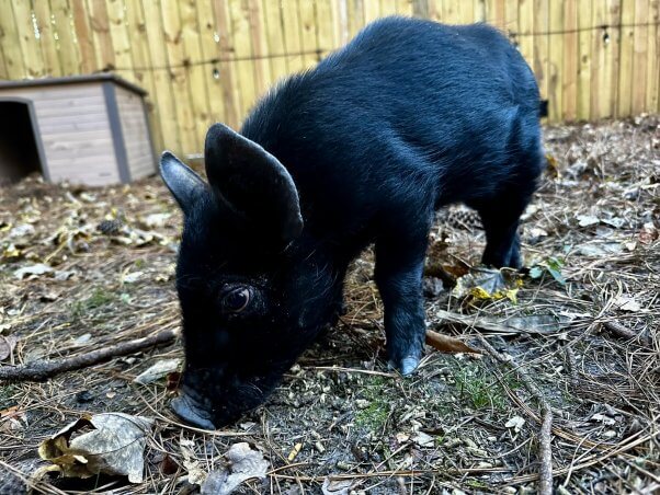 A black pig nosing the ground