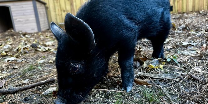 A black pig nosing the ground