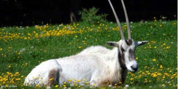 endangered scimitar-horned oryx lying in the grass