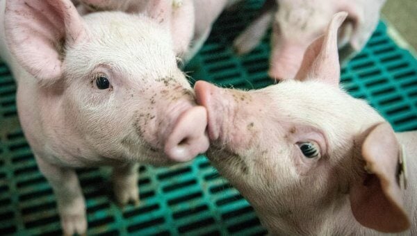 pigs on blue grate