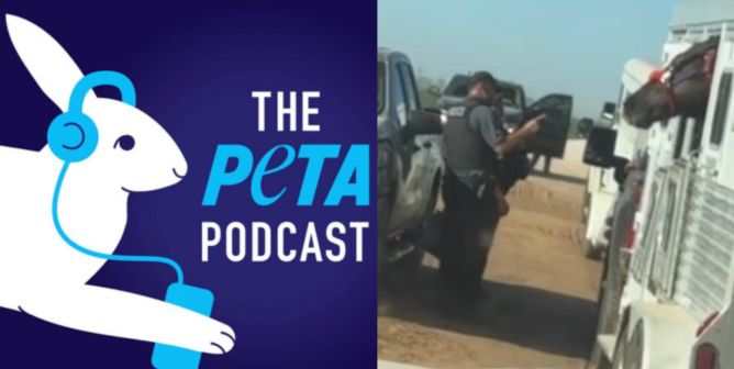 PETA podcast logo, Officer next to horse in trailer