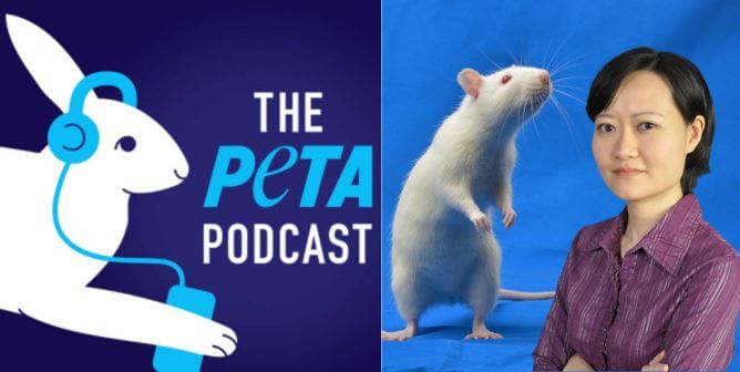 PETA Podcast logo, Dr. Francis Cheng and a rat