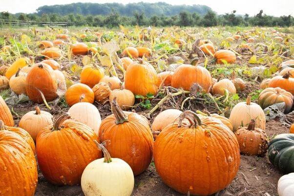 pumpkin patch