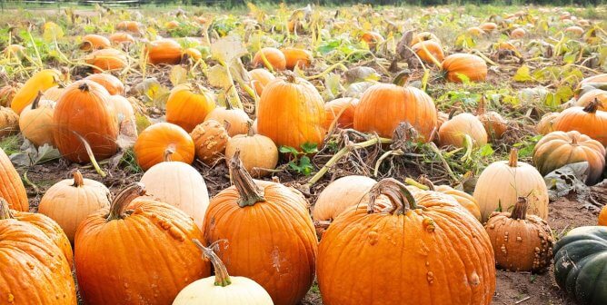 pumpkin patch