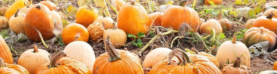 pumpkin patch