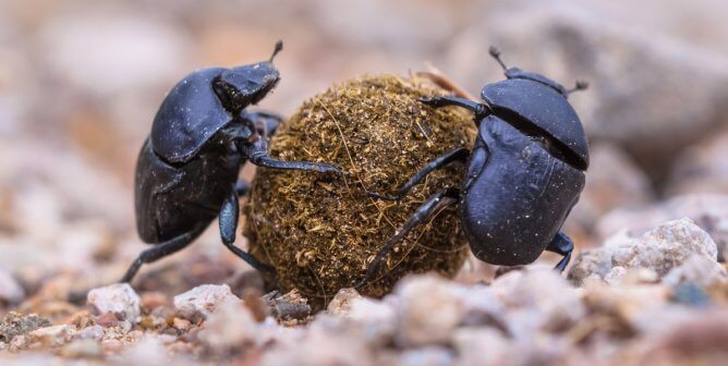 Two scarab beetles