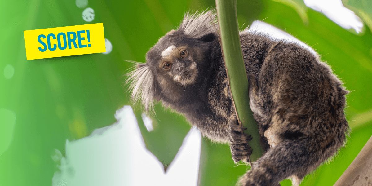 A marmoset in a tree looks at the camera