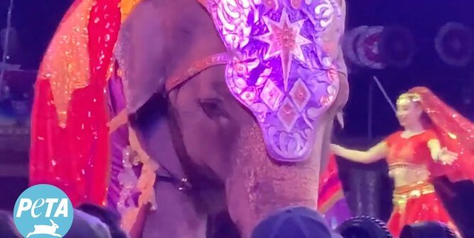 elephant used in Shrine circuses