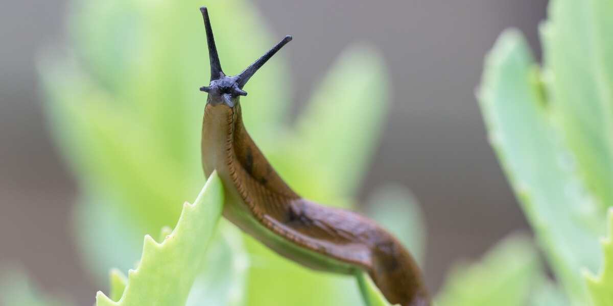 A slug sitting on a leaf