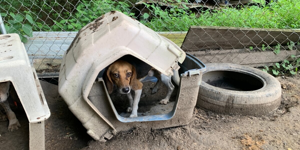 A beagle dog looks out from a damaged plastic doghouse outside