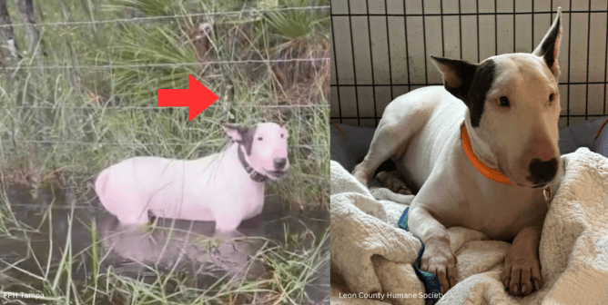 (left) dog tied to fence in belly high water as seen in rescue video amid hurricane milton evacuations (right) dog at a shelter