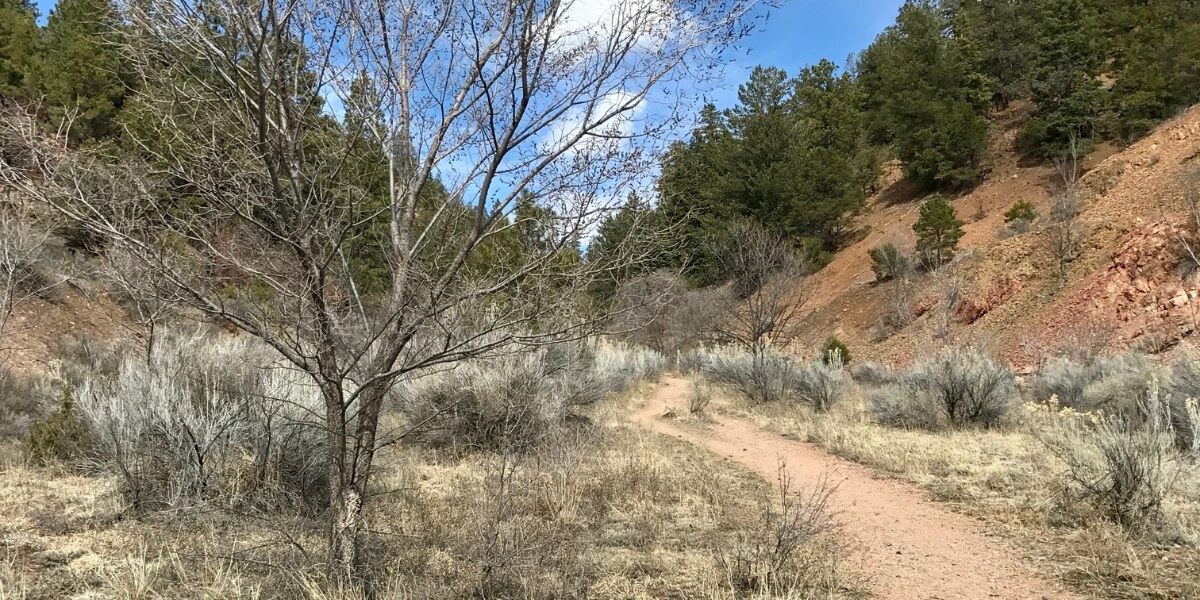 A dry environment with trees, grasses, and a dirt pathway