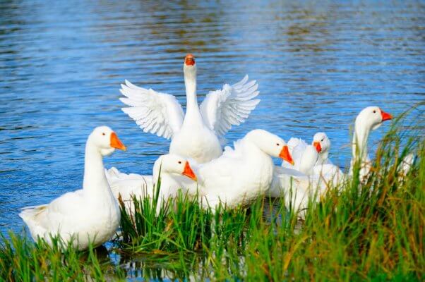 a group of white geese near the edge of a lake