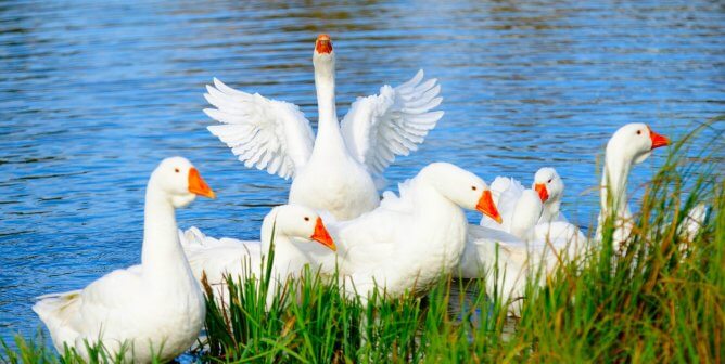 a group of white geese near the edge of a lake