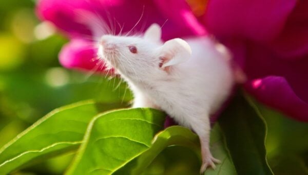 White mouse stands on a pink and green plant