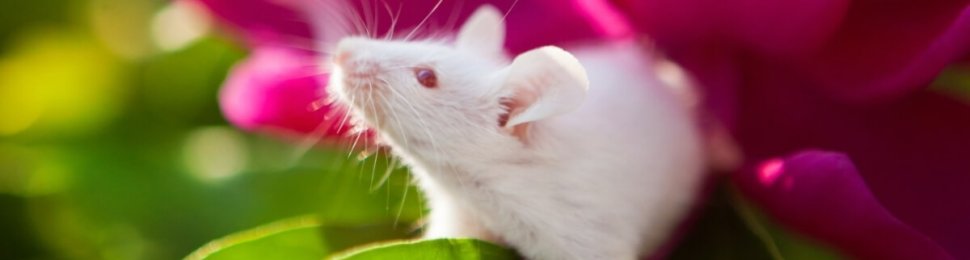 White mouse stands on a pink and green plant