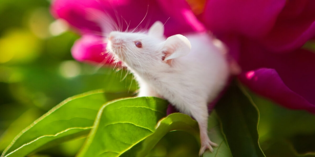 White mouse stands on a pink and green plant