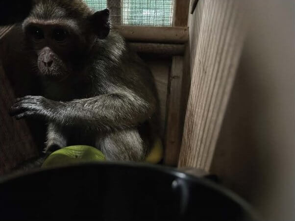 A monkey huddled in a crate