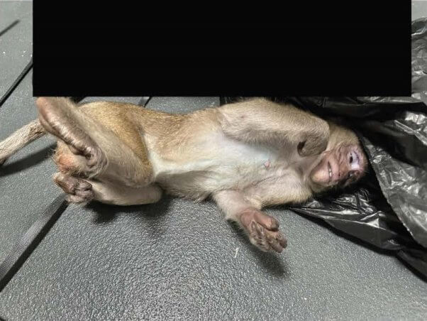 A dead monkey