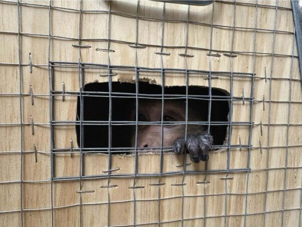 A monkey peering out of a crate