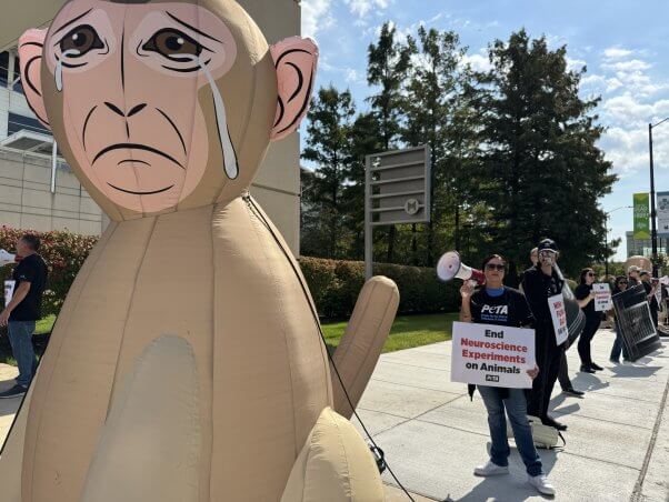 Demonstrators holding signs and standing next to a giant inflatable monkey