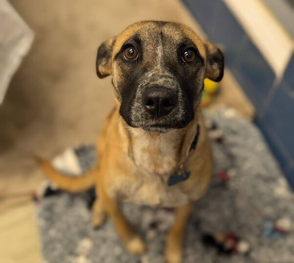 Brown dog looking up at the camera