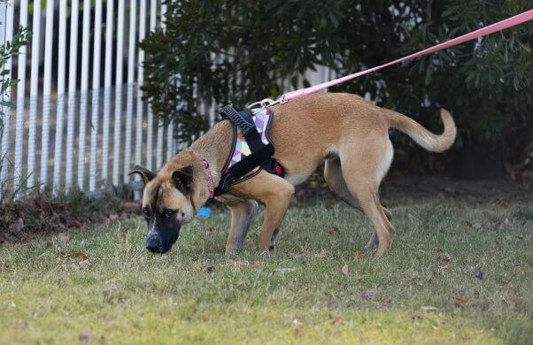 Abigail sniffing the grass