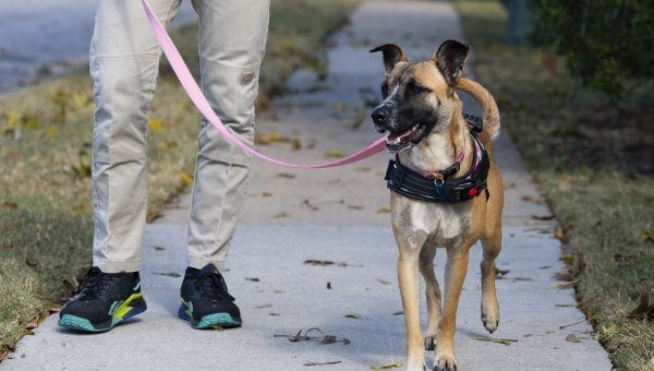 Abigail in a harness and walking down a sidewalk