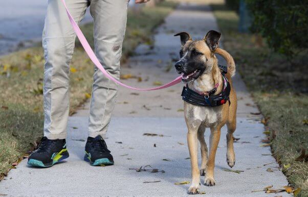 Abigail in a harness and walking down a sidewalk