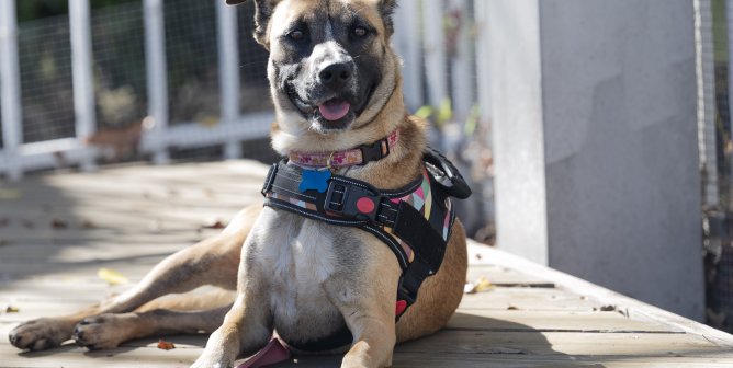 Abigail outside in a harness