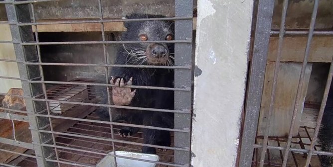 Sad Binturong in cage for kopi luwak