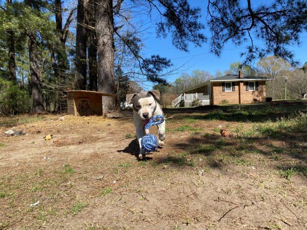 Chase with a rope toy