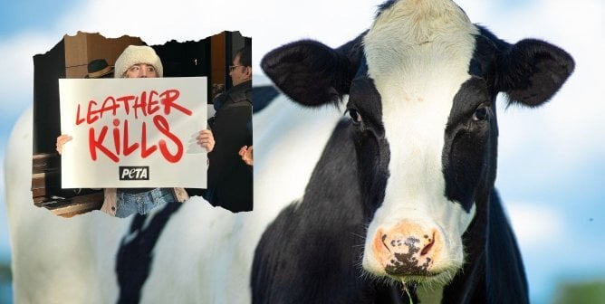 Demonstrator holding up a 'Leather Kills' sign looking to the right at a photo of a black and white cow