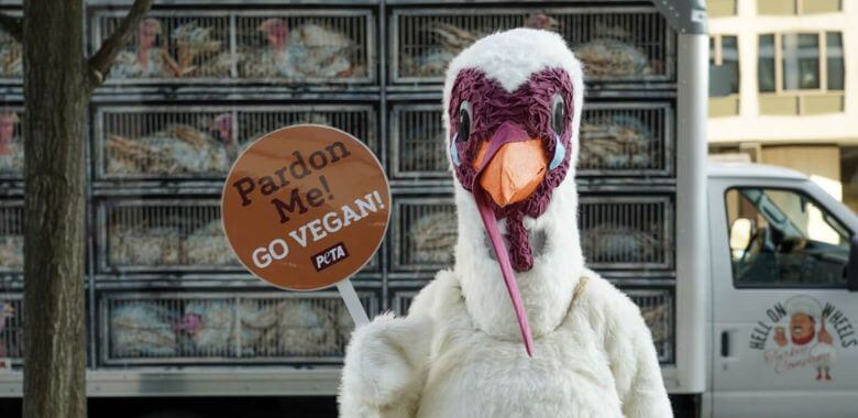 A person in a white turkey mascot costume standing in front of a truck wrapped with hyperrealistic images of turkeys. The mascot is holding up a sign that reads "Pardon me! Go Vegan!"