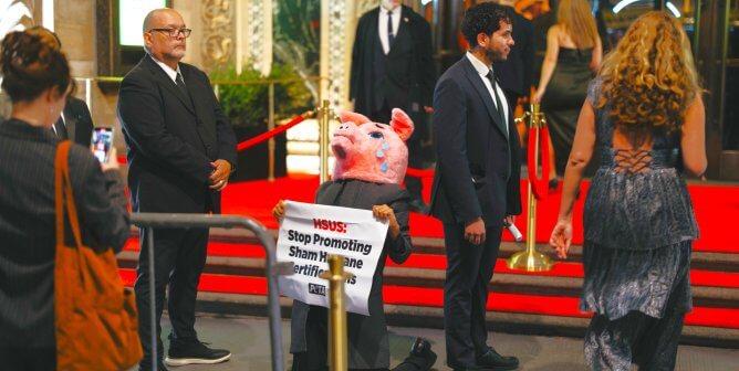 Pig mascot protesting HSUS