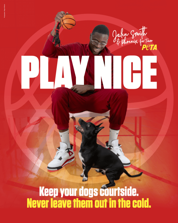 chicago bulls nba player jalen smith and his companion dog phoenix in peta's cold dogs psa