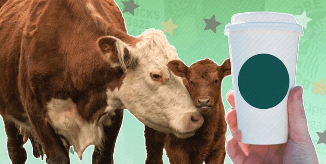 Cows and someone holding up a coffee cup