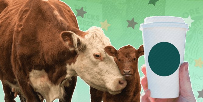 Cows and starbucks cup on green star background