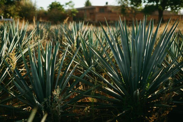 agave plants growing on a farm