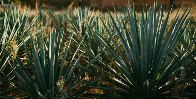 agave plants growing on a farm