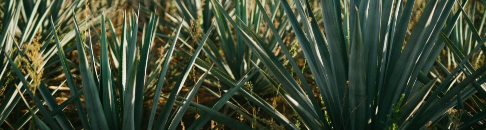 agave plants growing on a farm