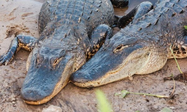 two alligators on a lakeshore