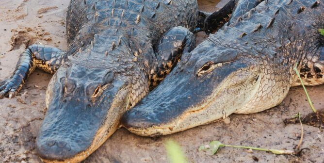 two alligators on a lakeshore