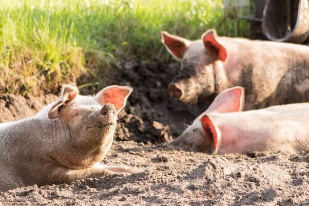 Three pigs basking outside