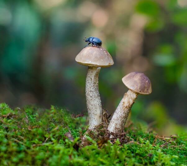 A blue beetle perched on a mushroom