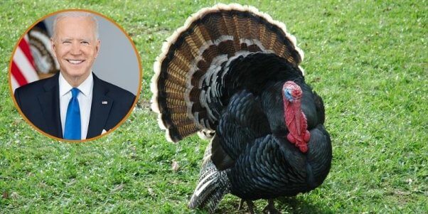 turkey on grass next to image of president joe biden