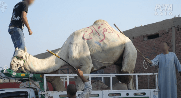 men beating a camel with sticks as seen in peta expose of egypt tourism industry