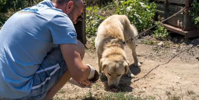 Man helping chained dog