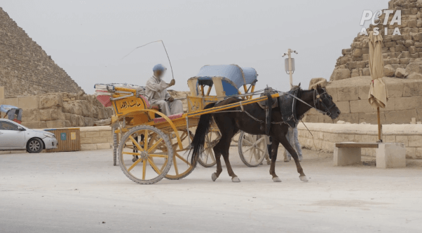 man whipping a horse carrying a carriage as seen in peta expose of egypt tourism industry