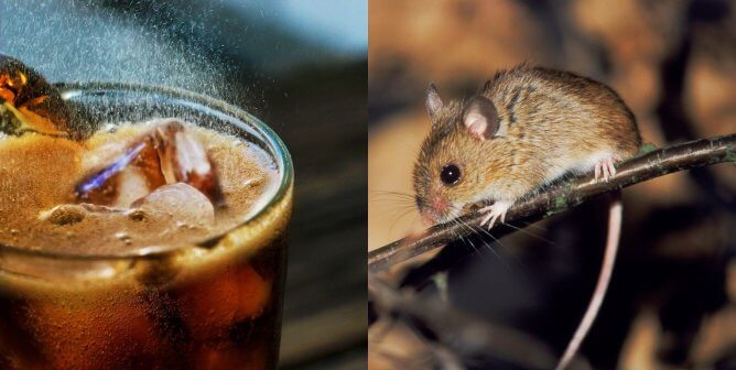 A glass of sode and a photo of a mouse